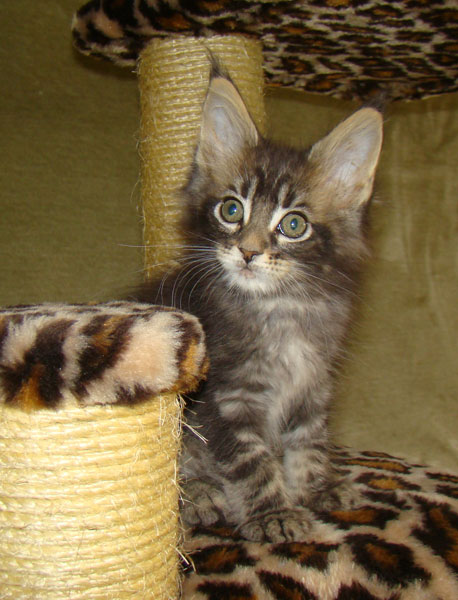     Catsvill County!   !    !       !!!    Catsvill County +7-926-544-74-09     .   ,   ,   ,    ,   ,  ,     ,   -,    ,   !